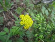 Golden Gate State Park Wild FlowersIMG 0084