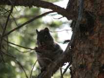 Golden Gate State Park Wild life IMG 1871