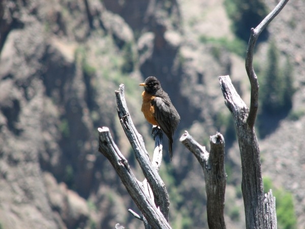 Golden Gate State Park Wild life IMG 2088