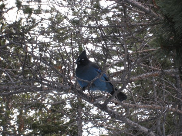 RMNP Blue Bird IMG 1212