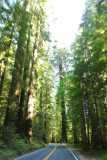 REDWOODS