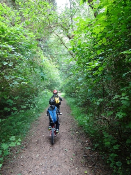 biking the redwoods