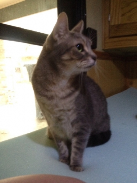 Millie Inspects the Camper