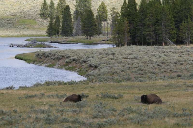 Buffalo
