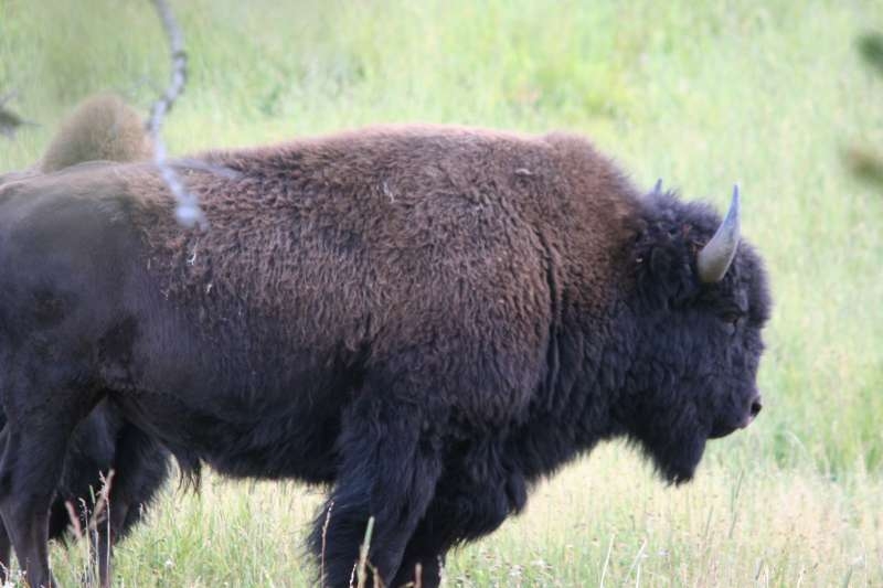 Buffalo 2