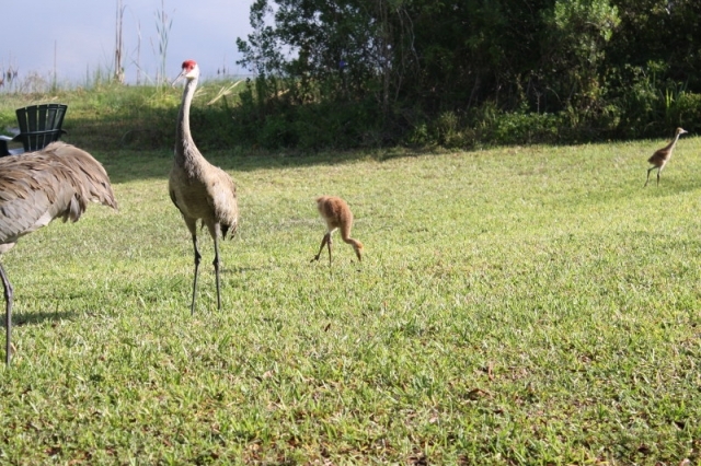 CraneFamily3weeks