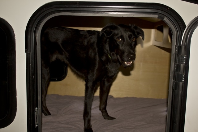 Smokey in the trailer