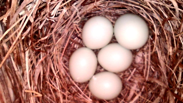 White Eggs