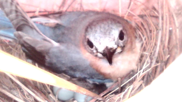 Mom sitting on her eggs last night