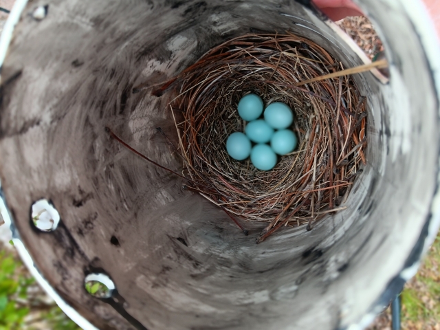 Yesterday morning... six eggs!
