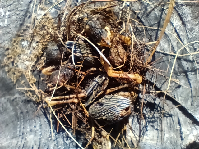 Dead Hatchlings
