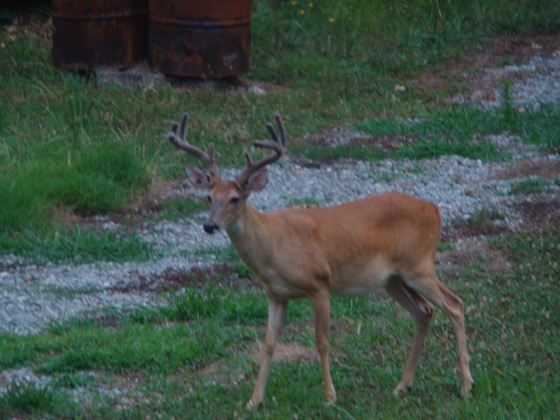 unexpected guest