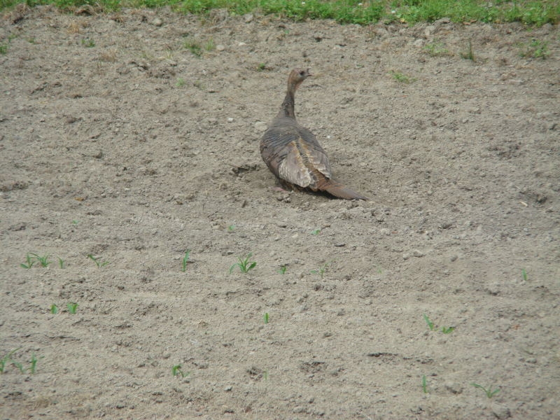 Another visitor