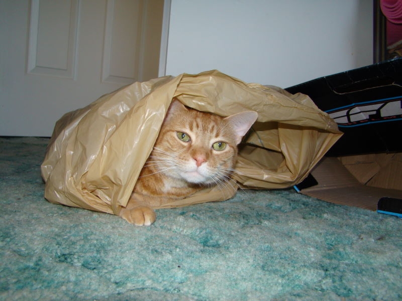 The cat's out of the bag