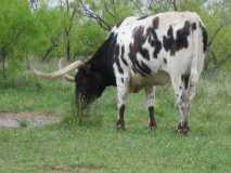 Texas Longhorn