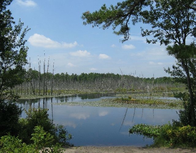 Pine Barrens, NJ