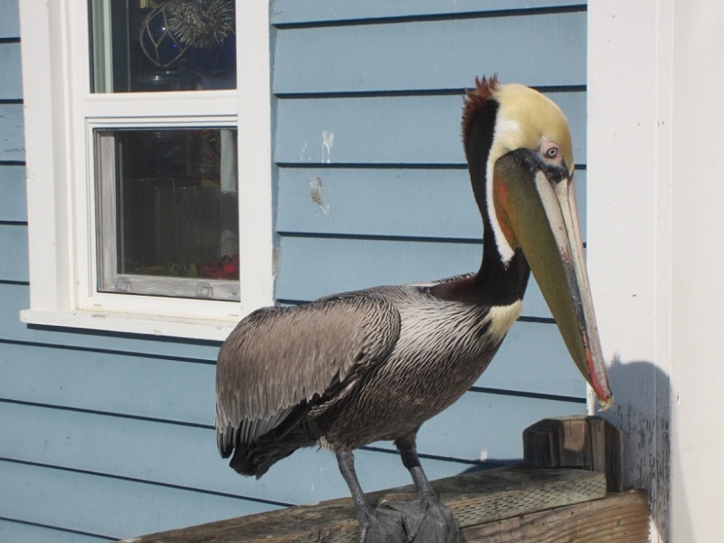 Oceanside Pelican