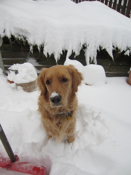 Snow Dog