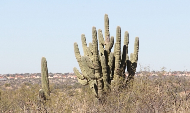 IMG 7045