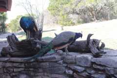 IMG 5508