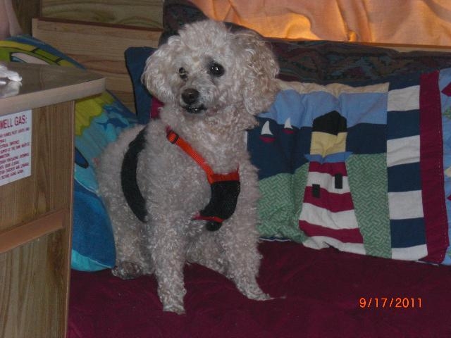 Eddie My camping buddy when the wife works