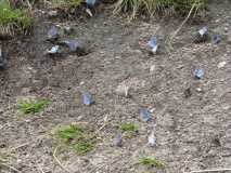 IMG 6439 (Copy)