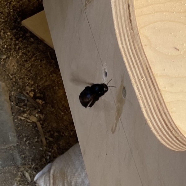 Bumble Bee