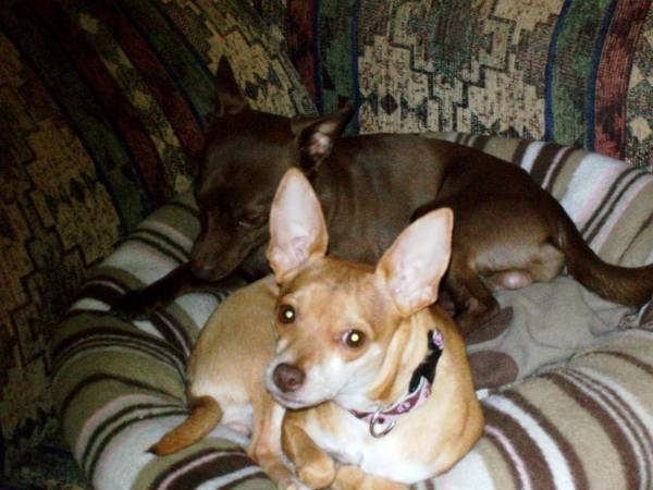"Peaches" & "Brownie"