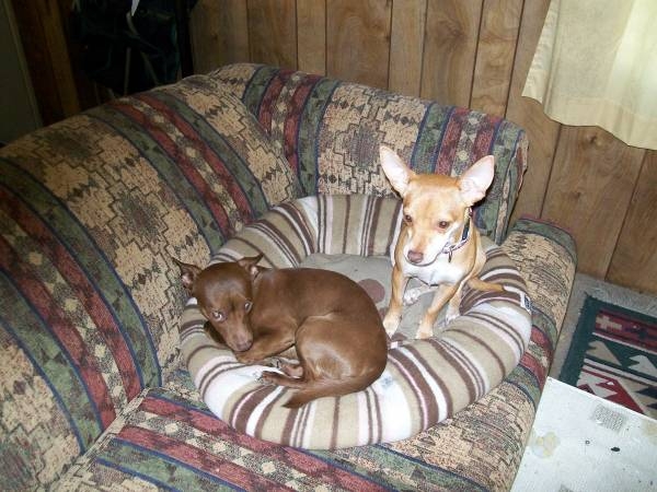 "Brownie" & "Peaches"