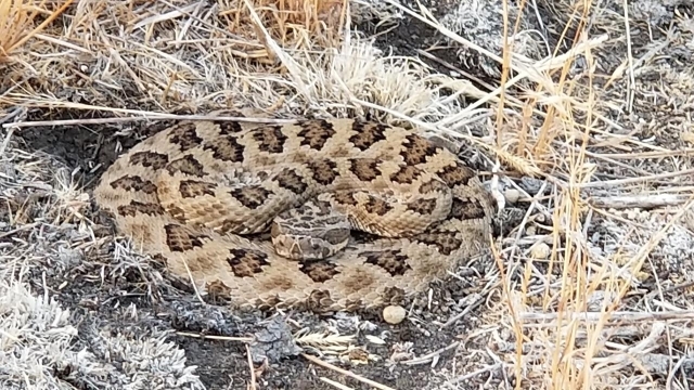 Snake 2