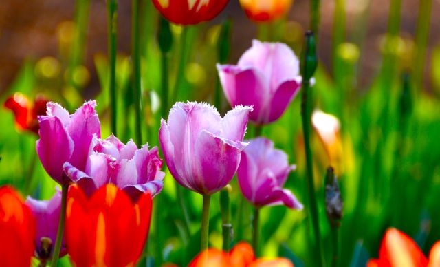 Spring flowers