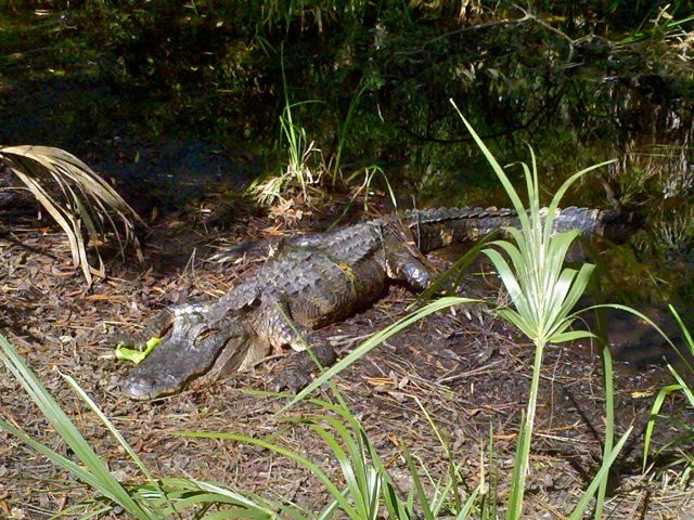Camping buddy at Hunting Island
