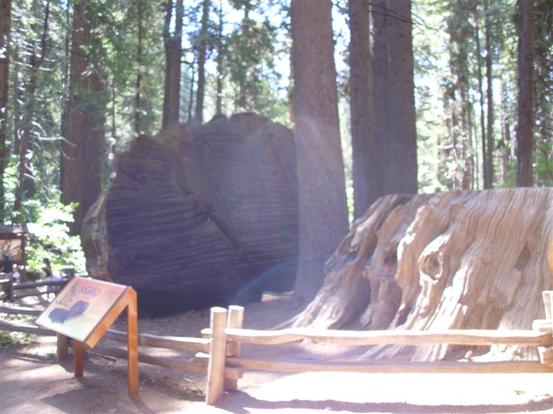 The stump at Calavares Big Trees
