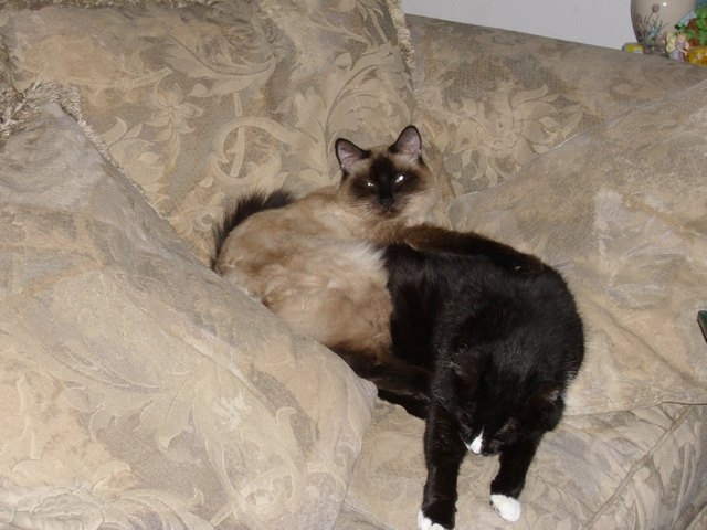 Otis & Ricochet