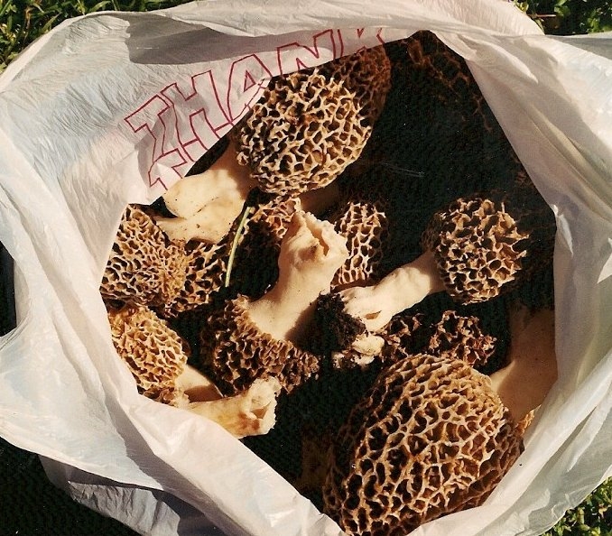 Morels