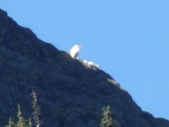 Mt. Goat family.