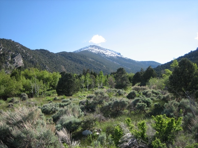 Great Basin National Park's Lower Lehman Creek