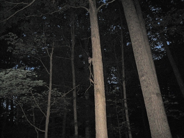 Screech owl, Seneca Shadows Cpgd, Monongahela Nat. Forest, WV