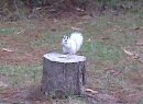 Rare White Phase Squirrel, not albino