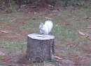 Rare White Phase Squirrel, not albino