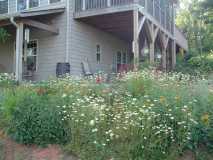 more flowers june 2010