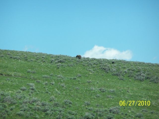 Grizlzly bear and cubs, Yellowstone Park