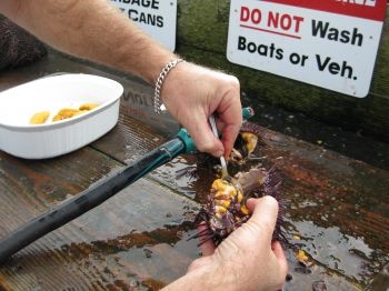 Sea Urchin - sushi style