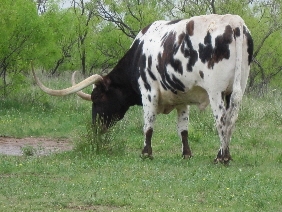 Palo Duro 2010