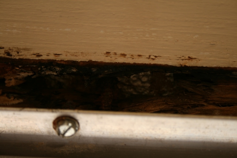 Roof rot