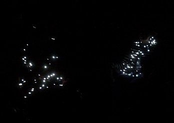 Fish Creek aliens