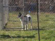 Princess in her temporary pen