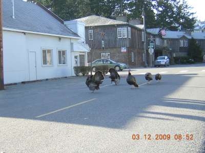 Wild Turkey Scouting Pic 1