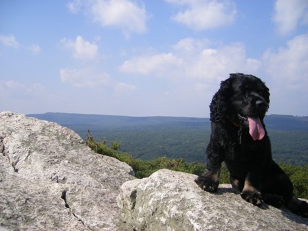 Pole Steeple, Barney