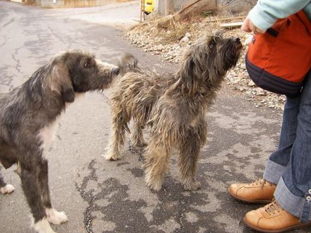 my wife and the stray dogs of Crete